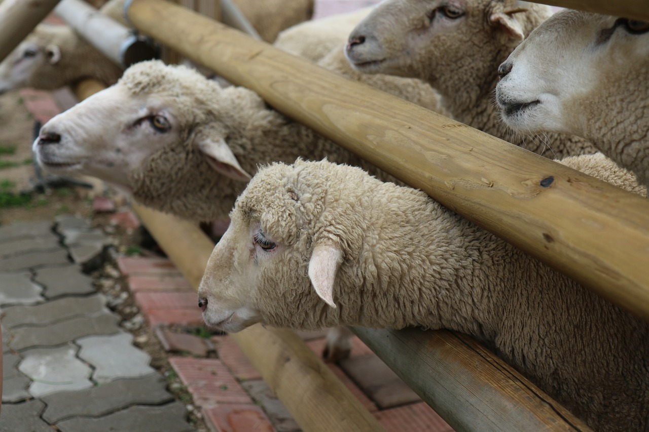 Image - yang sheep gangwon do animal ranch