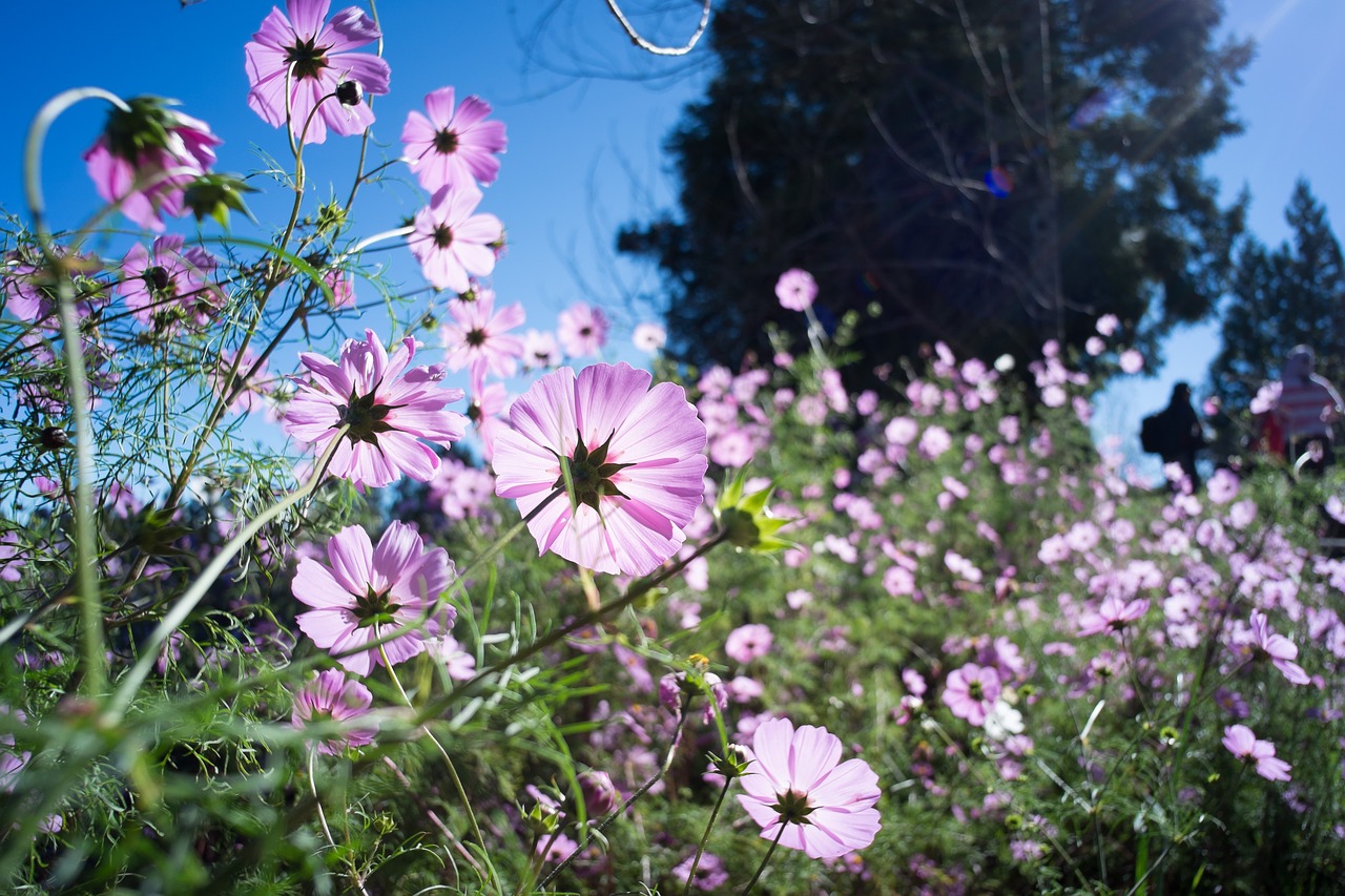 Image - cosmos fushoushan morning