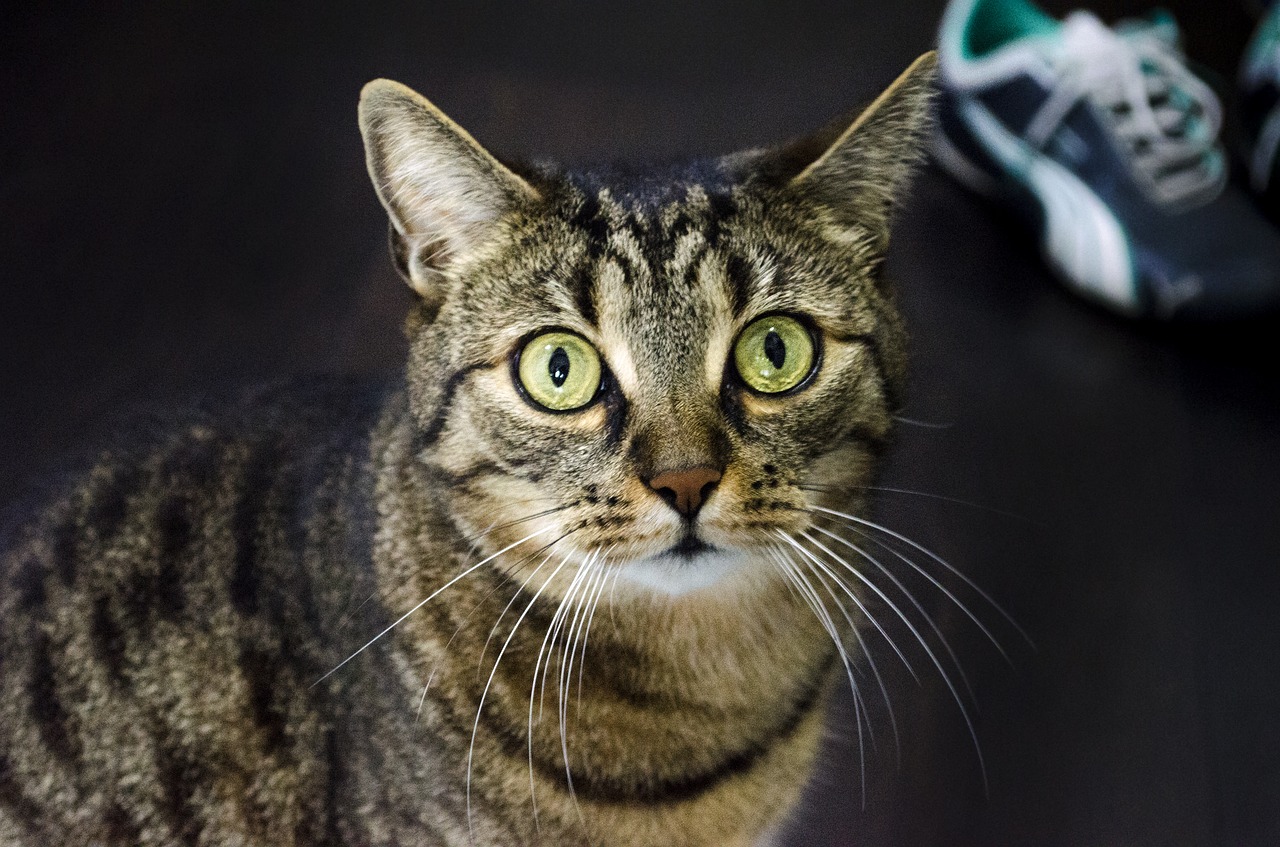 Image - cat cat s eyes domestic cat eyes