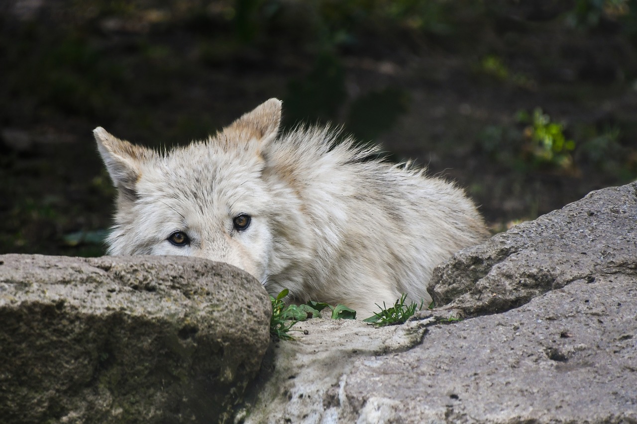 Image - wolf predator rock wild animal