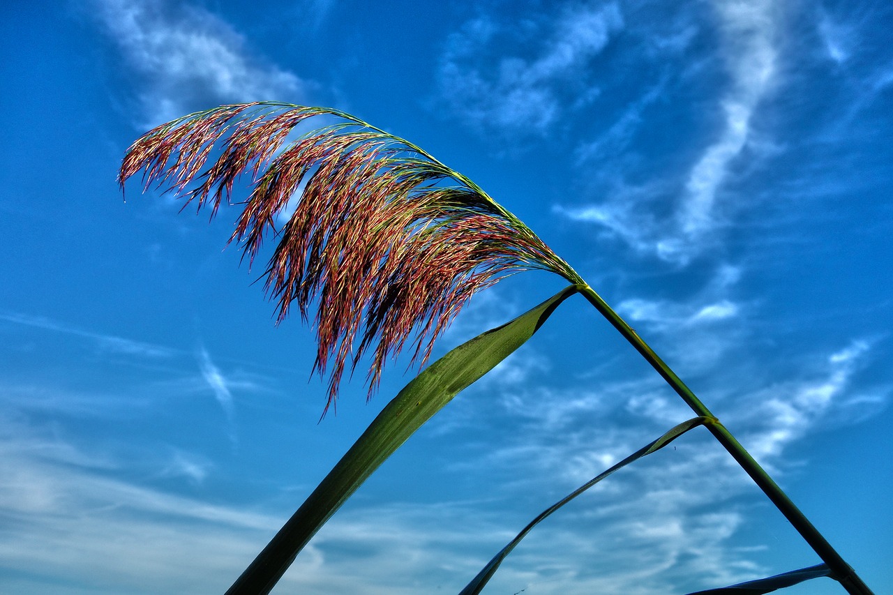 Image - plant waterplant reed stem plume