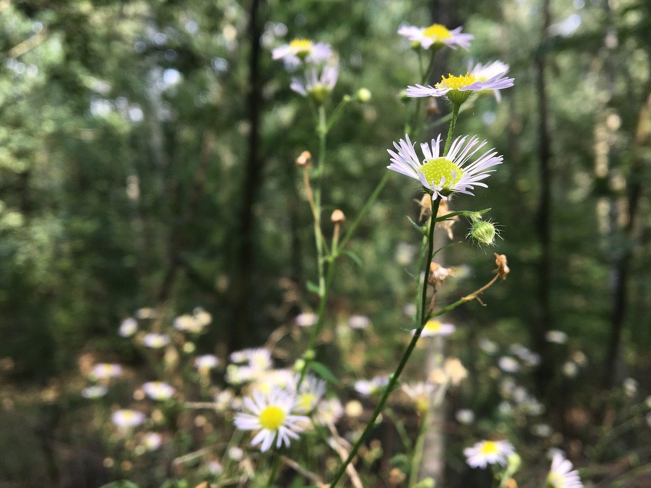 Image - nature chamomile flowers laka