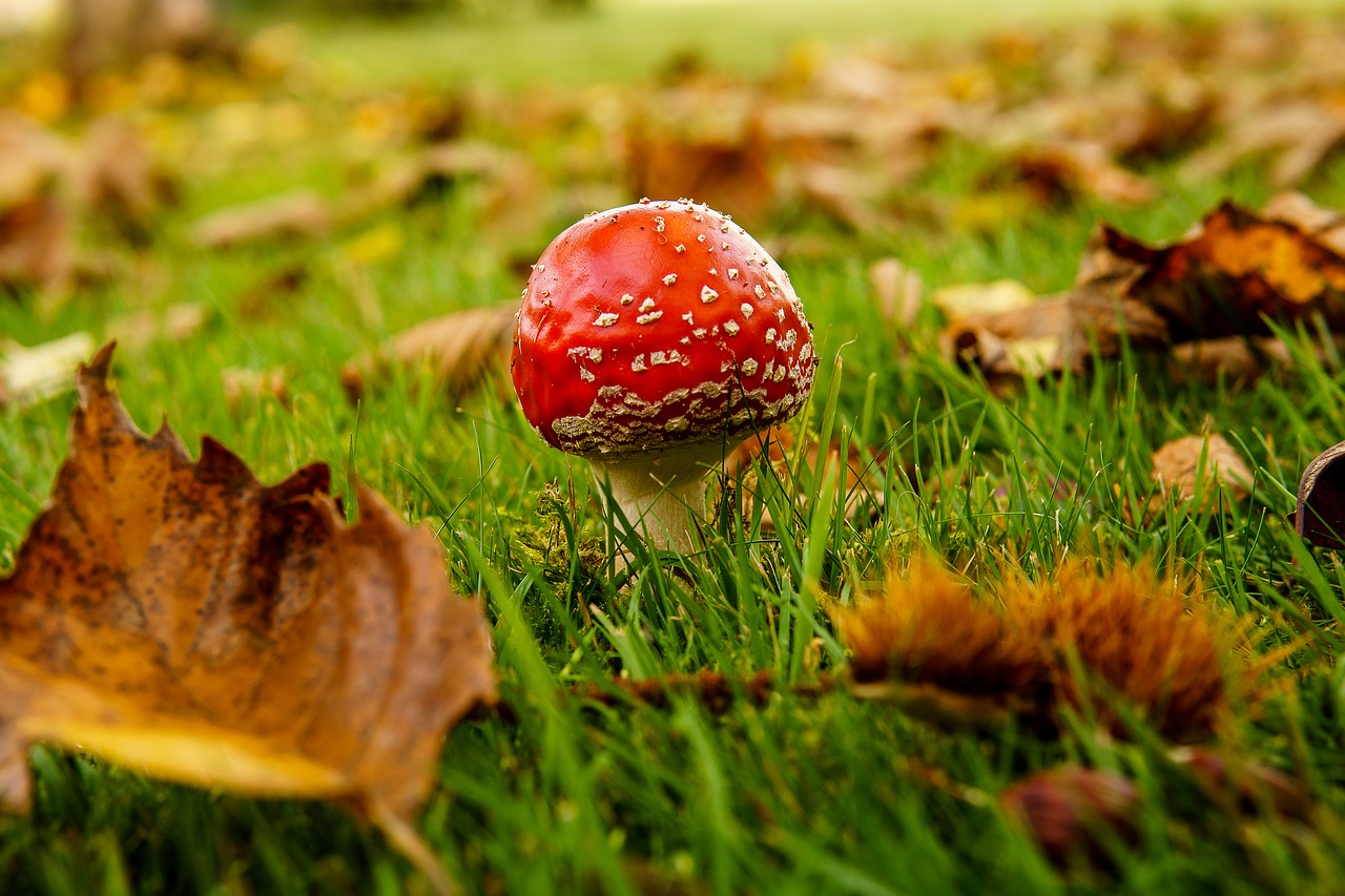 Image - mushroom fly agaric autumn