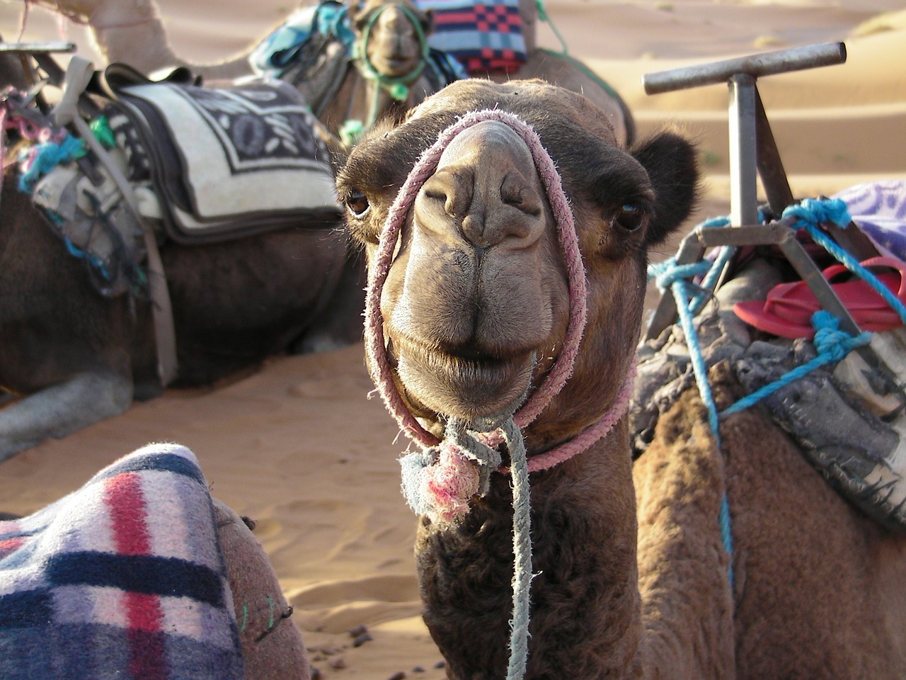 Image - africa morocco the sahara desert