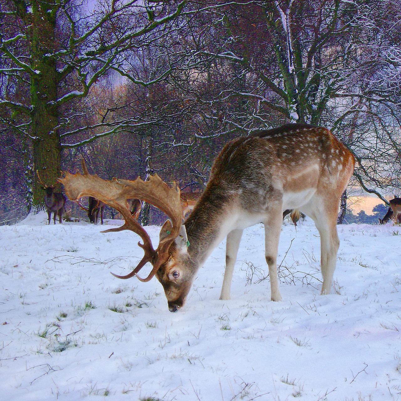 Image - fallow buck deer snow