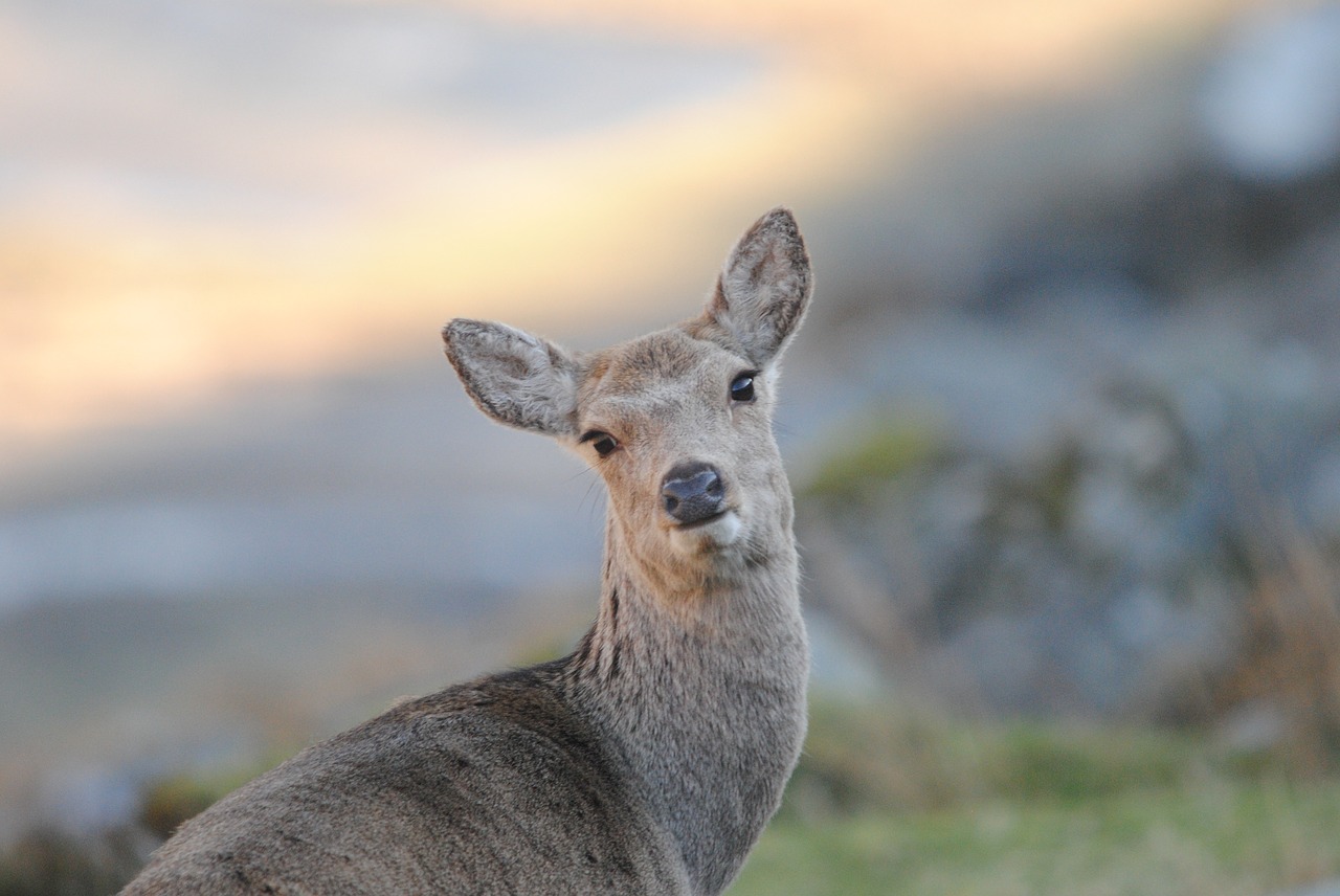 Image - beautiful sika hind female deer