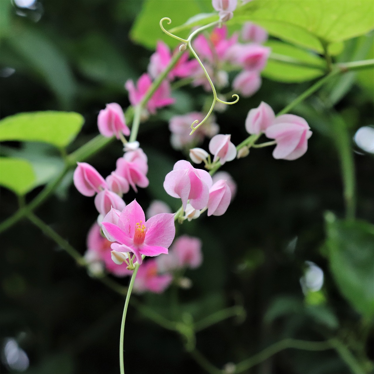 Image - flowers pink leaf leaves