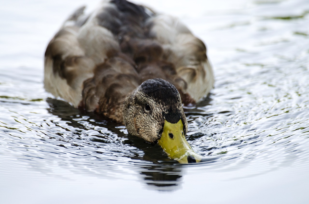 Image - duck water swim city park nature