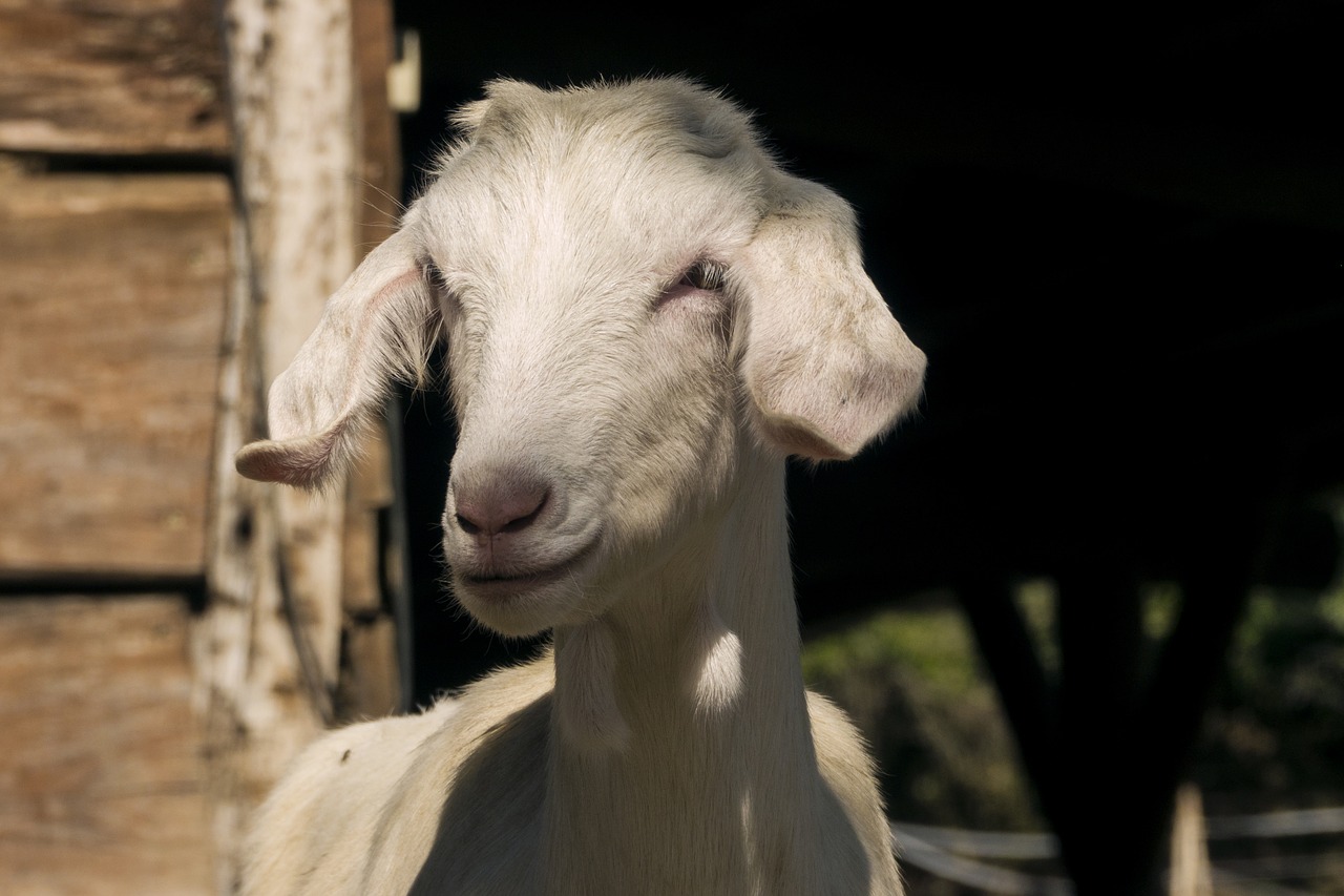 Image - capra sheep farm pasture animals