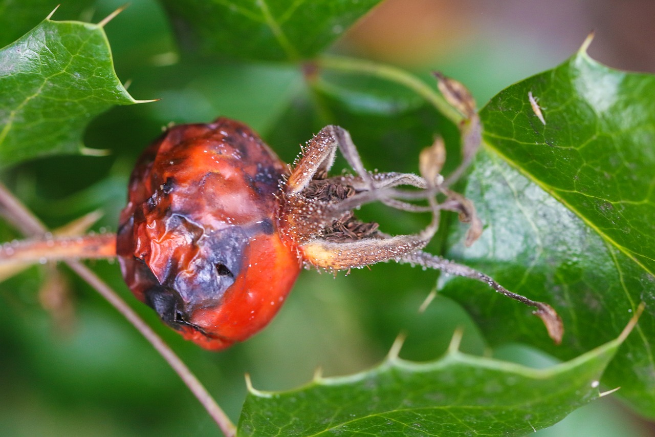 Image - herb plant growth fruit nature