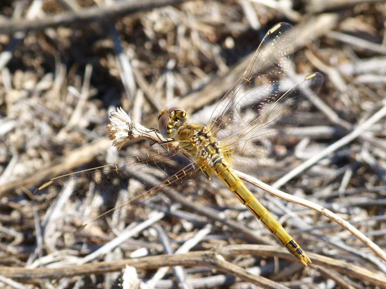 Image - dragonfly yellow dragonfly