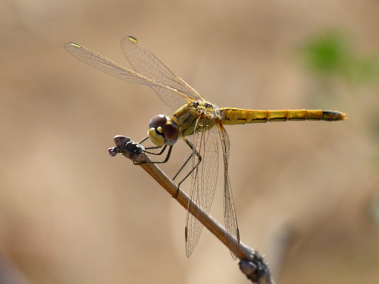 Image - dragonfly yellow dragonfly