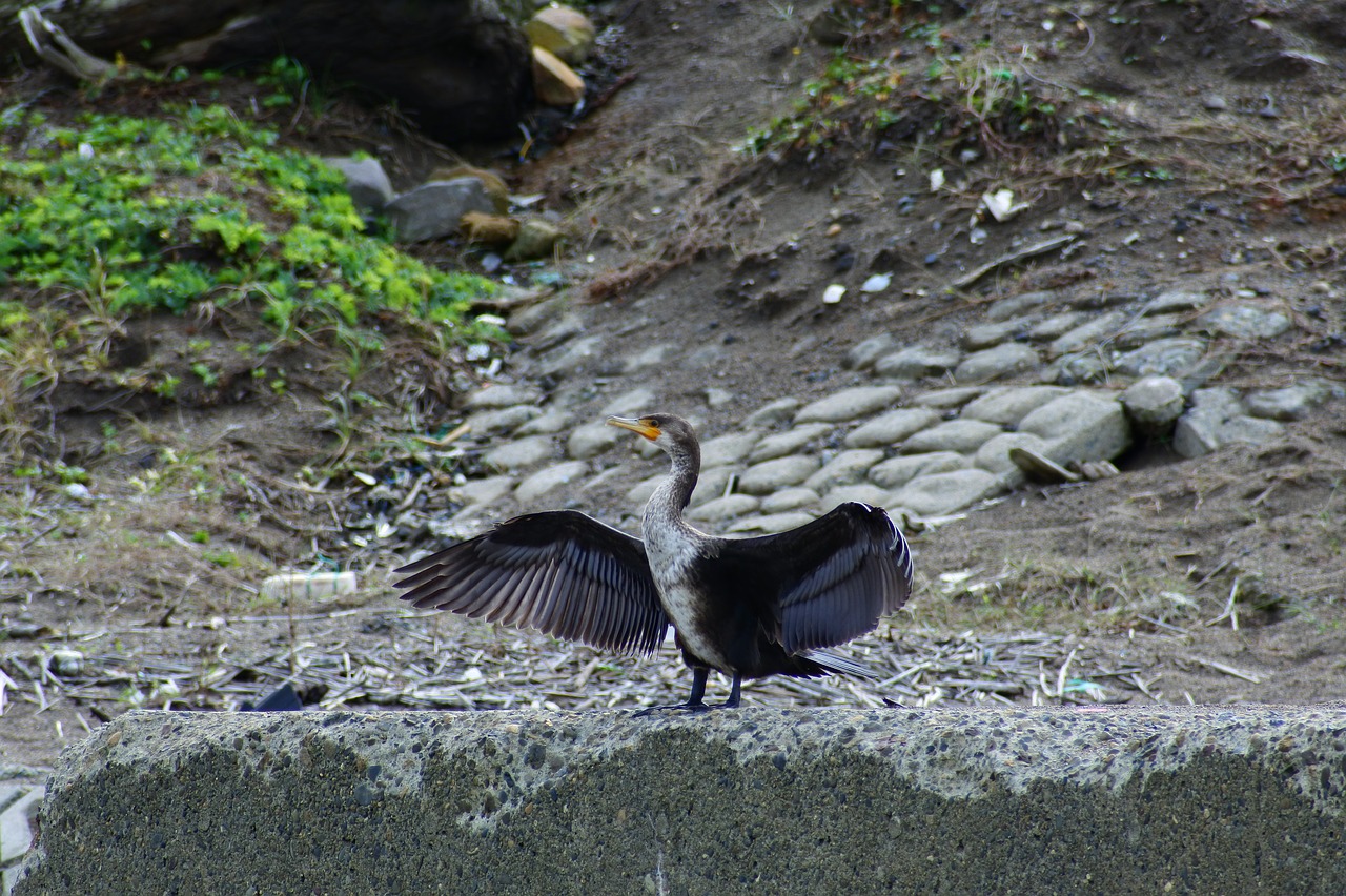 Image - animal sea river waterside beach