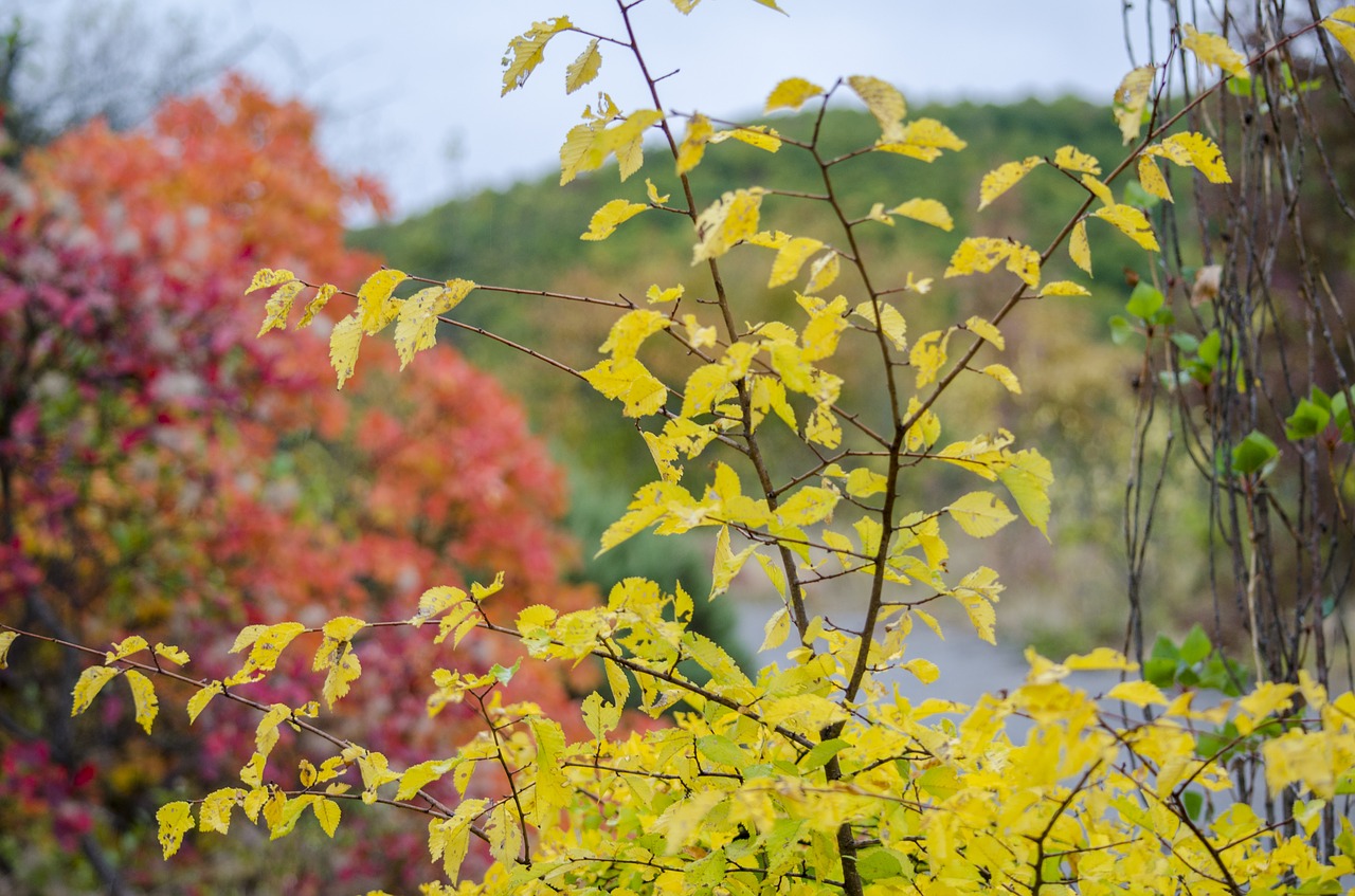 Image - autumn nature autumn nature