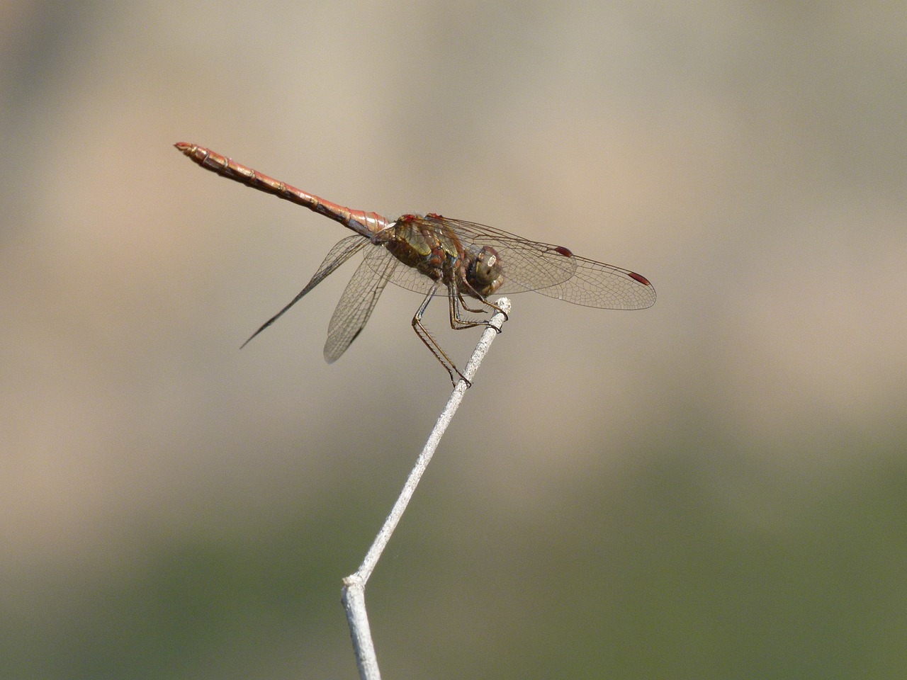 Image - dragonfly stem yellow dragonfly