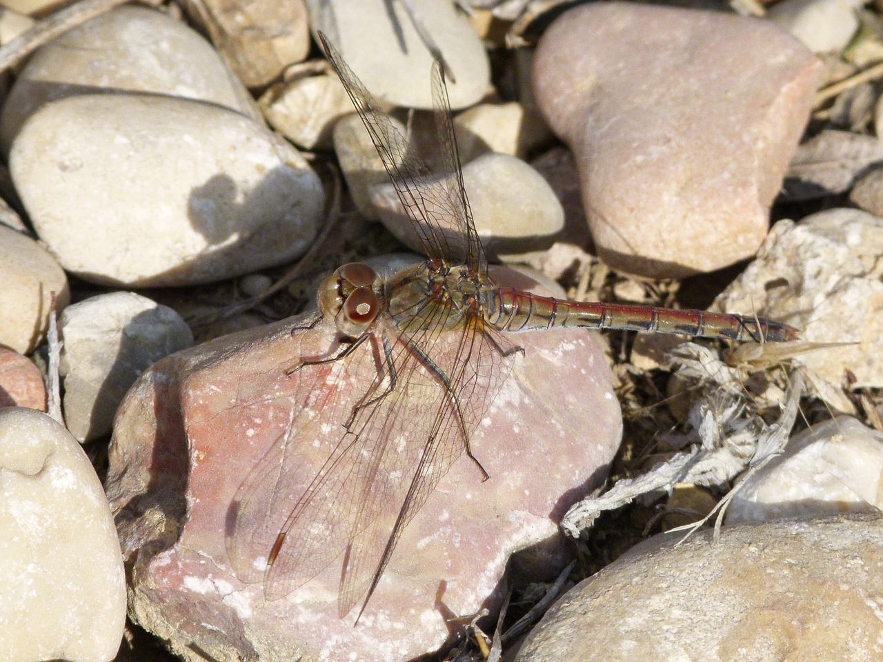 Image - dragonfly stem stones