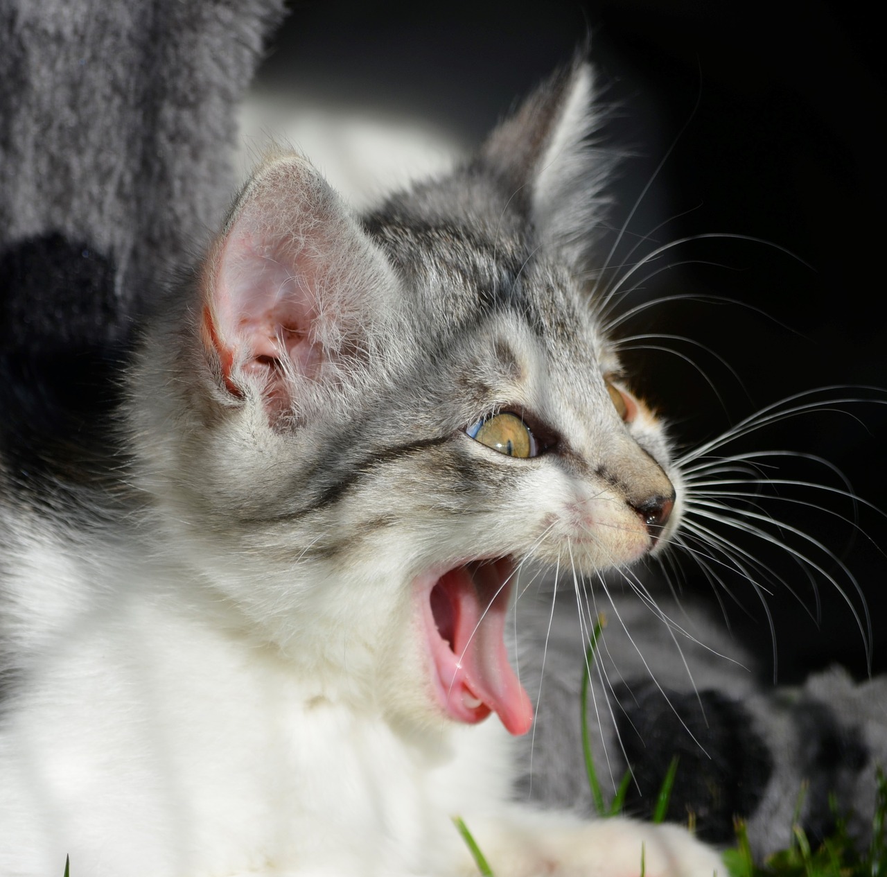 Image - cat scream yawn animal welfare