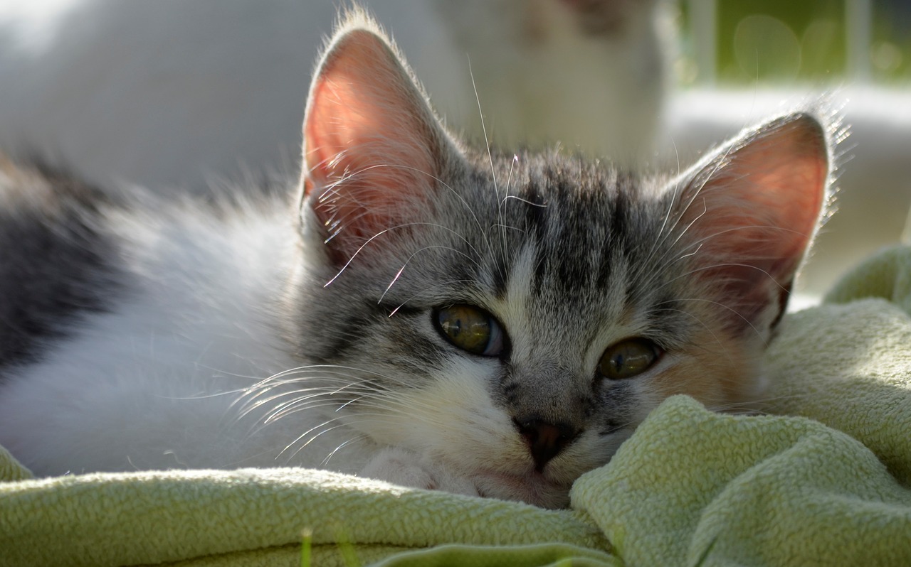 Image - love sleep tired kitten sweet cat