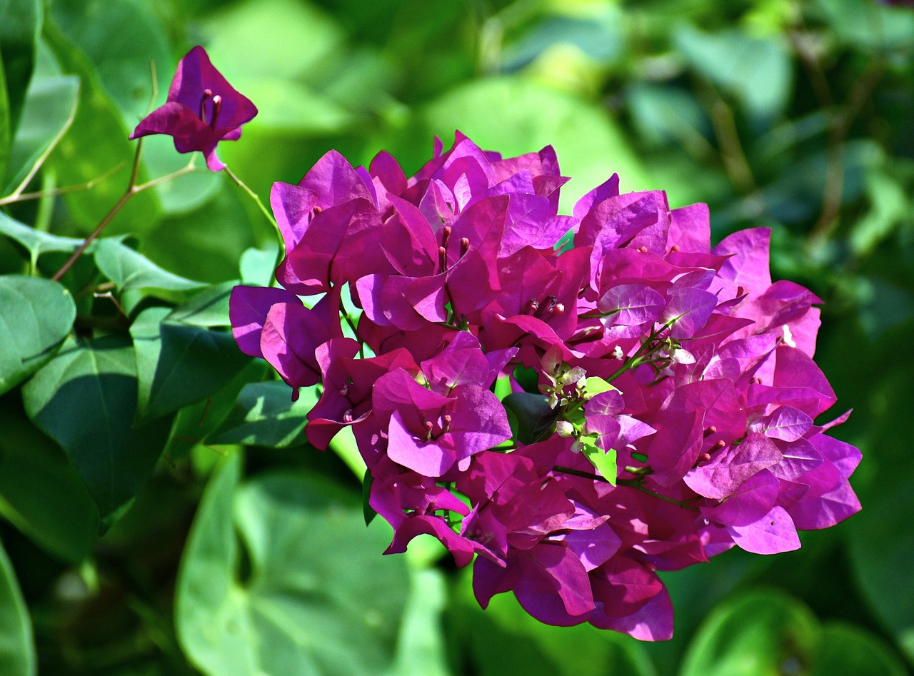 Image - bougainvillea bloom pink flowers