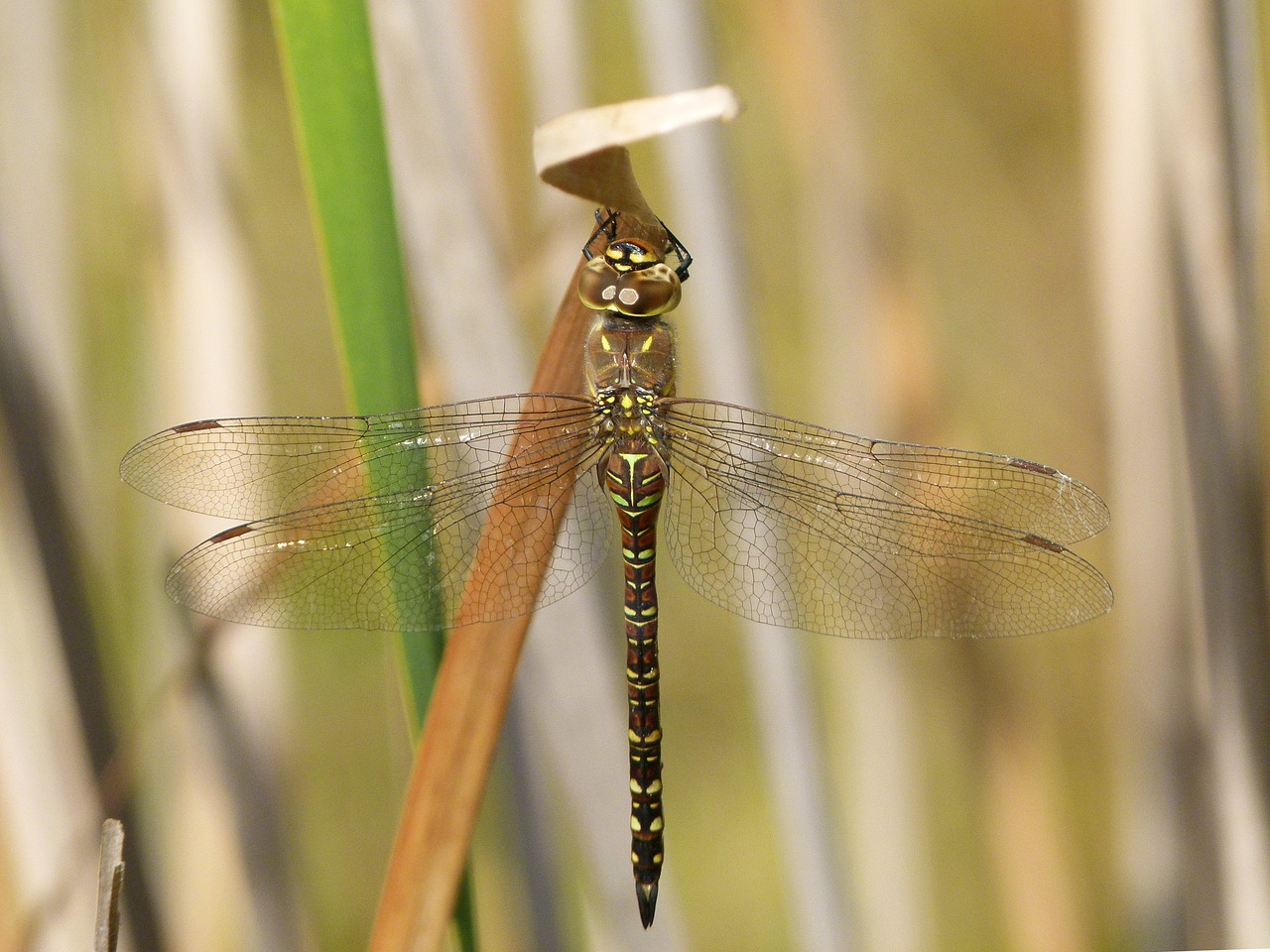 Image - dragonfly dragonfly tiger