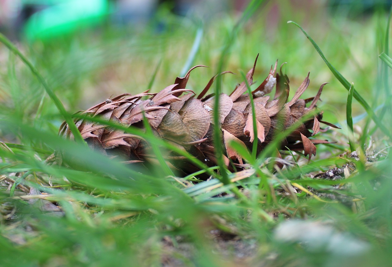 Image - pine cone spruce conifers nature