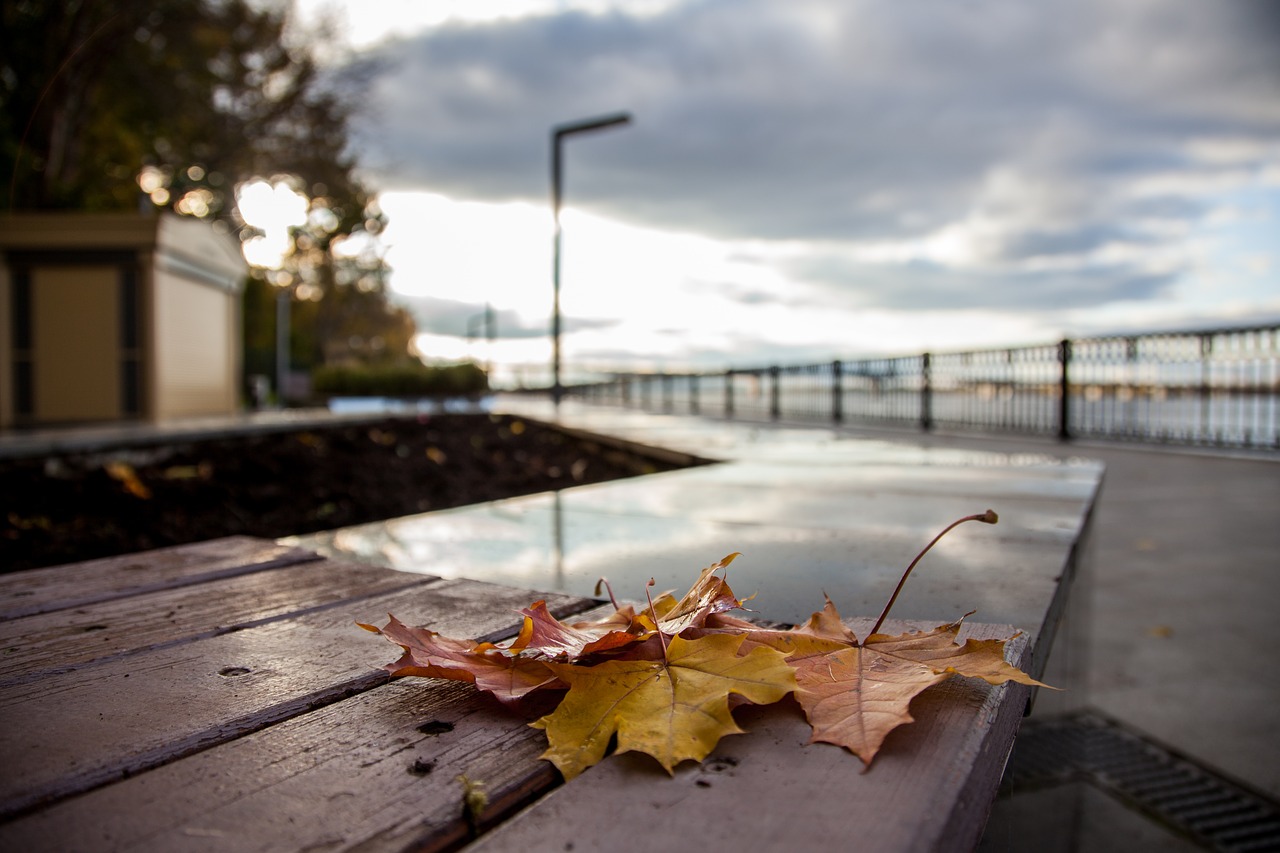 Image - autumn leaves maple romance stroll