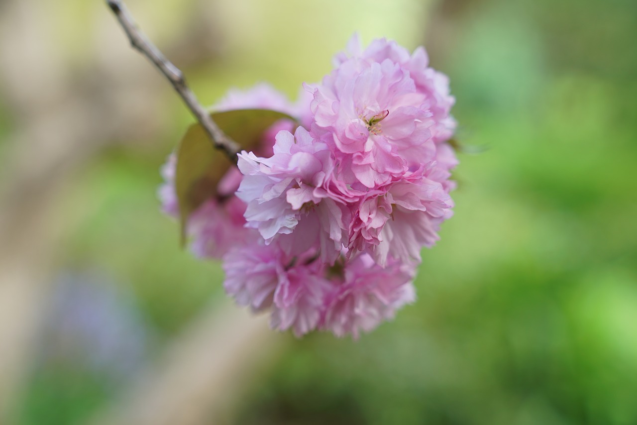 Image - cherry blossom spring melbourne