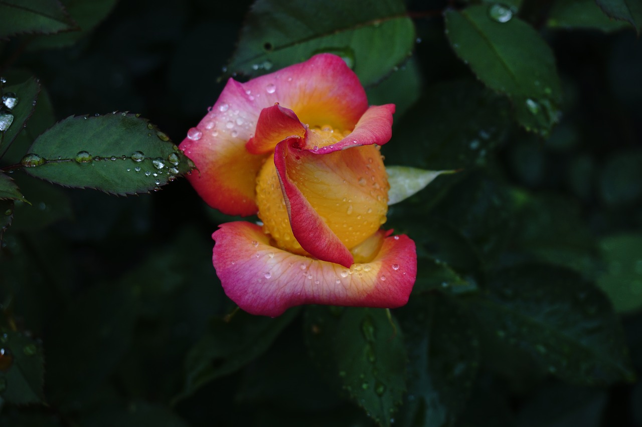 Image - rosebud garden plant flower