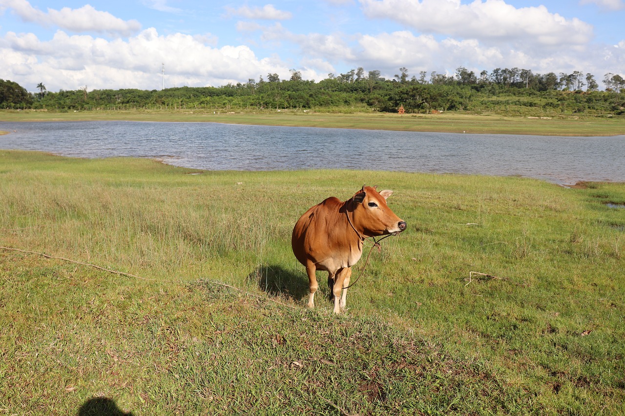 Image - cow wetlands outdoor