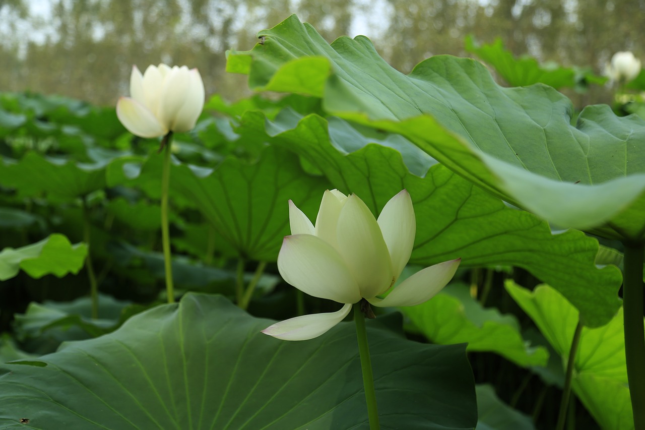 Image - lotus leaf lotus bloom open