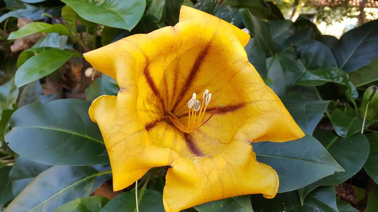 Image - madeira funchal botanical garden