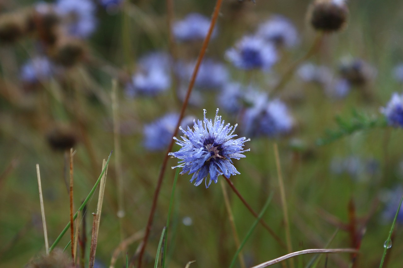 Image - flower water drops mist blue flower