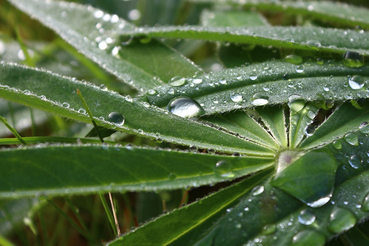 Image - lupin leaf drop of water lupinblad