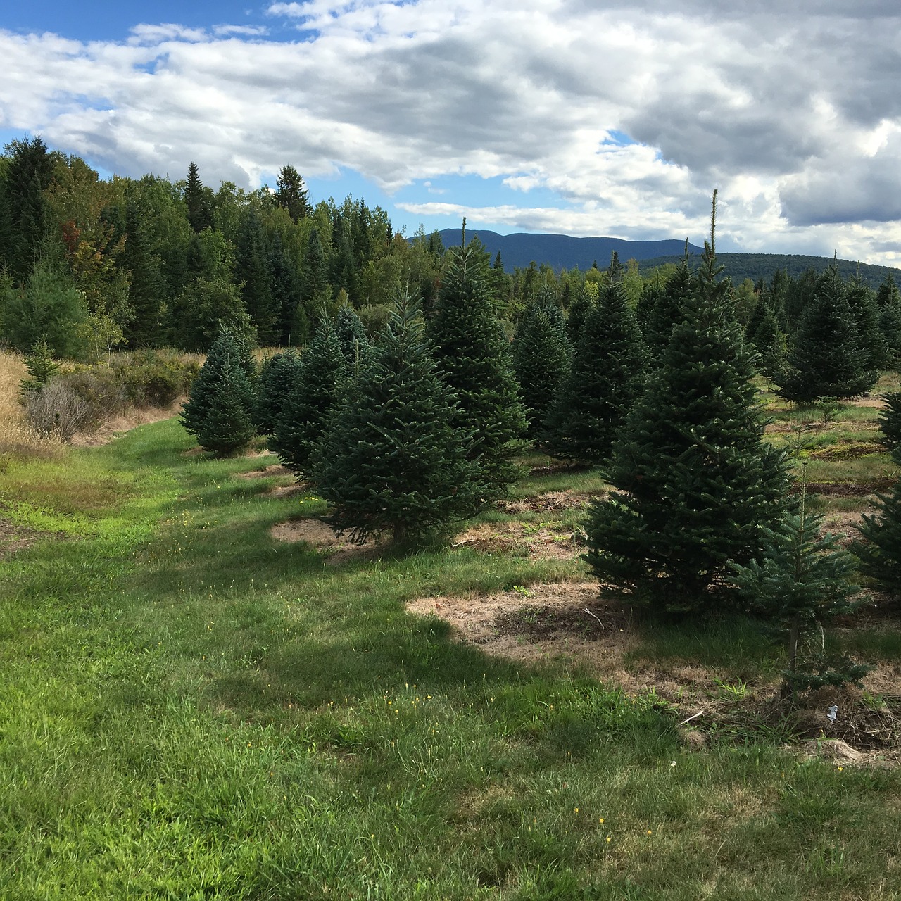 Image - balsam fir trees agriculture