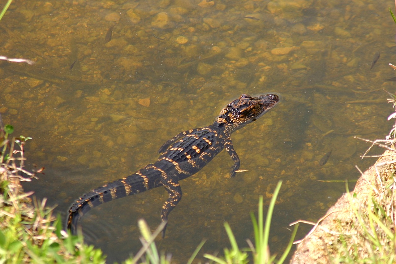 Image - usa florida everglades alligator