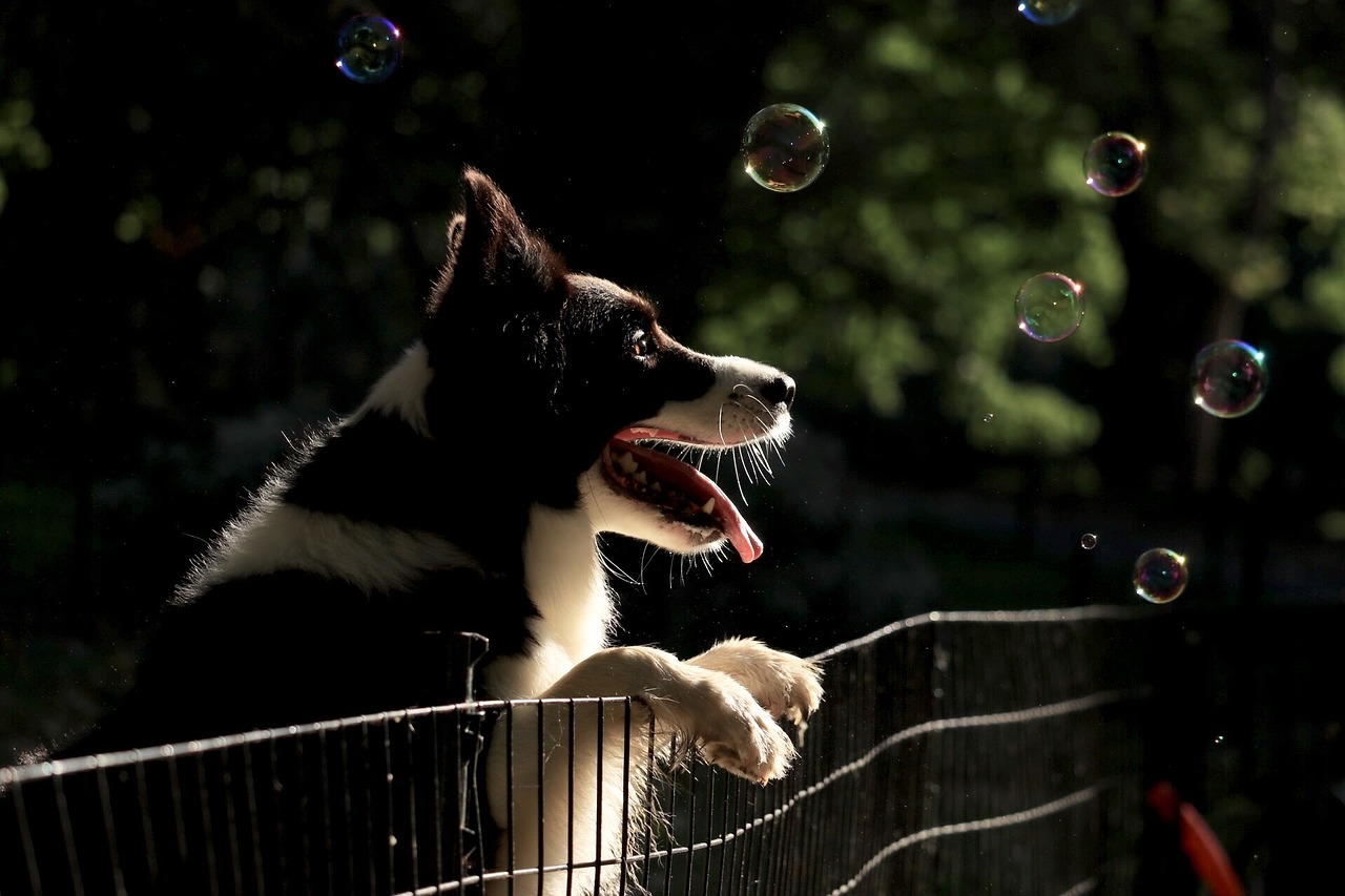 Image - dog puppy collie border collie