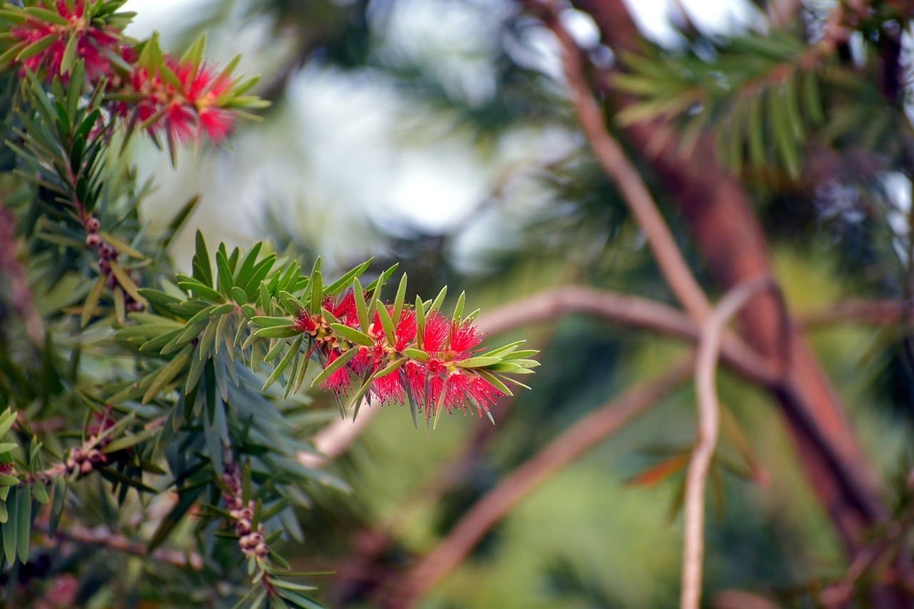 Image - red bottlebrush callistemon plant