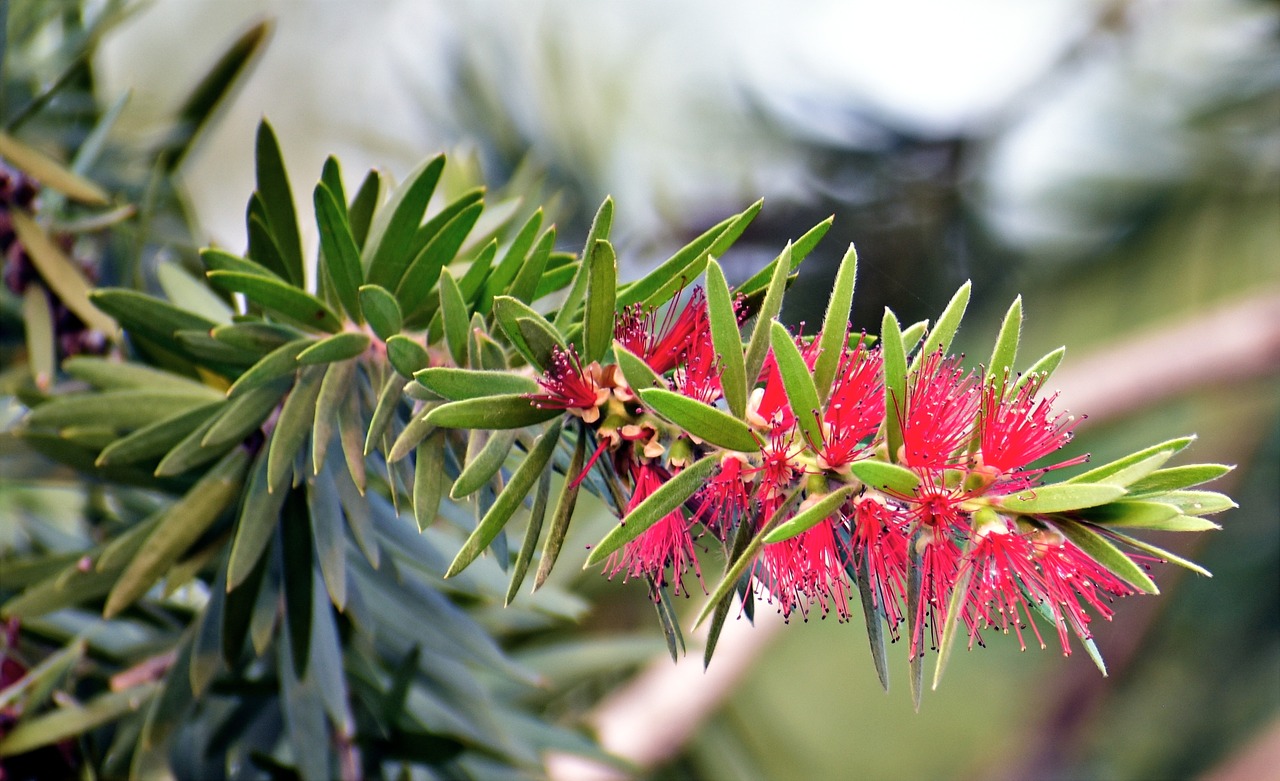 Image - red bottlebrush callistemon plant