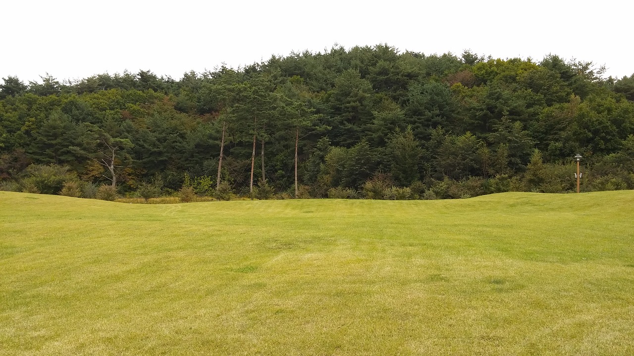 Image - meadow forest arboretum