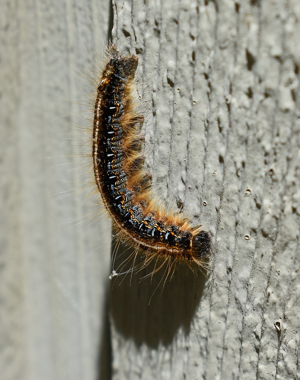 Image - gypsy moth caterpillar larvae moth