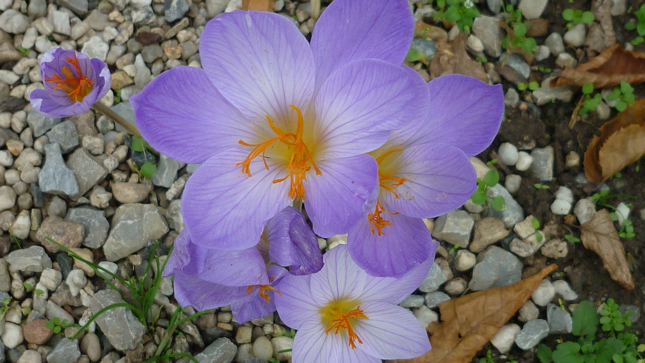 Image - autumn crocus flower light blue