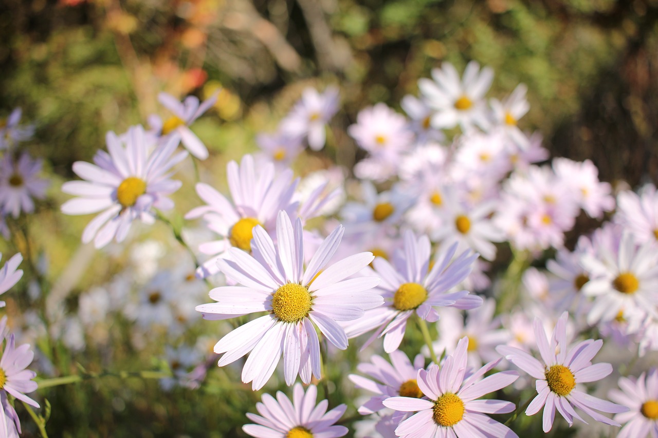 Image - flowers white flower clean pure