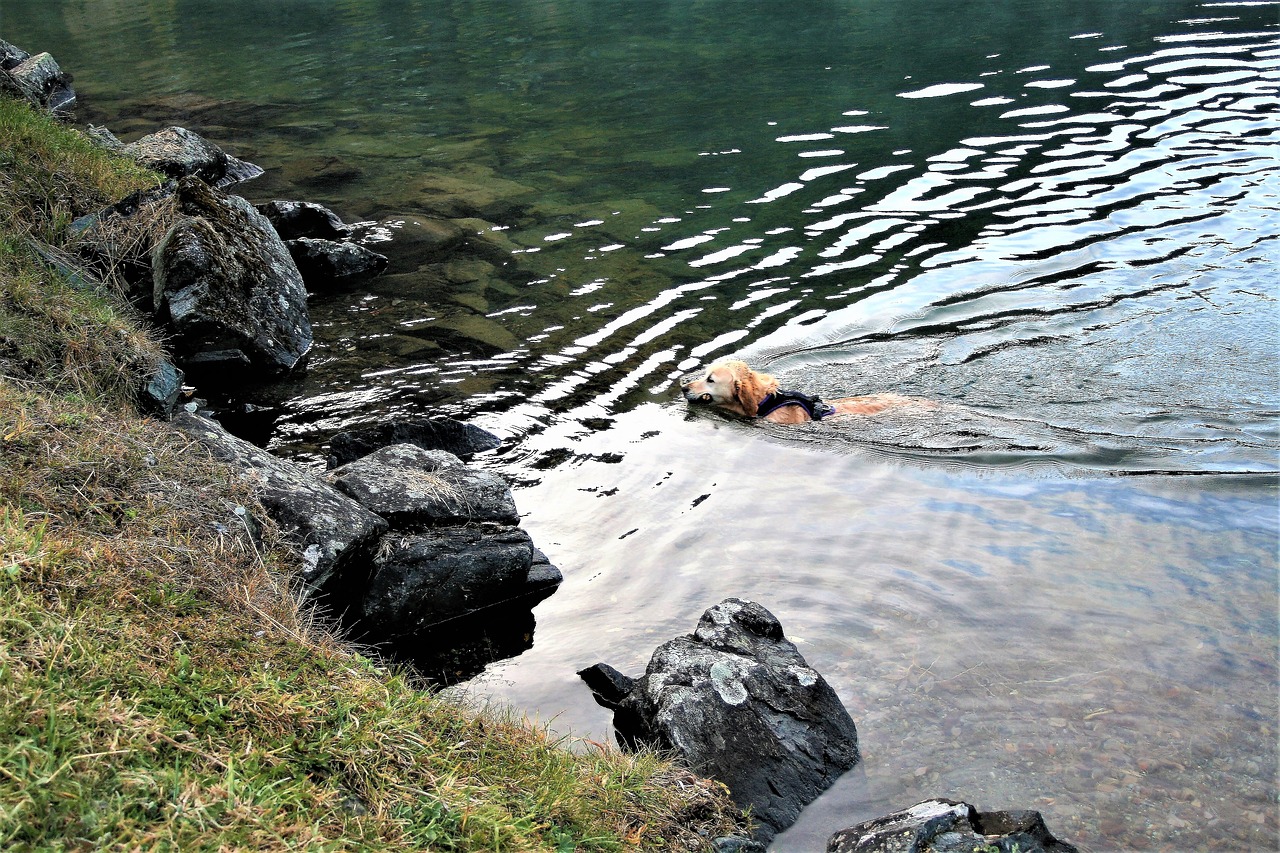 Image - lake autumn wet dog a friend of man