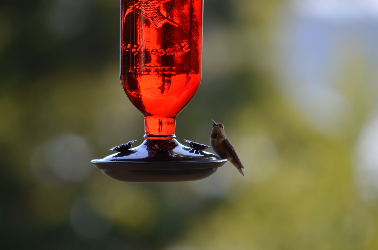 Image - humming bird bird bird feeder