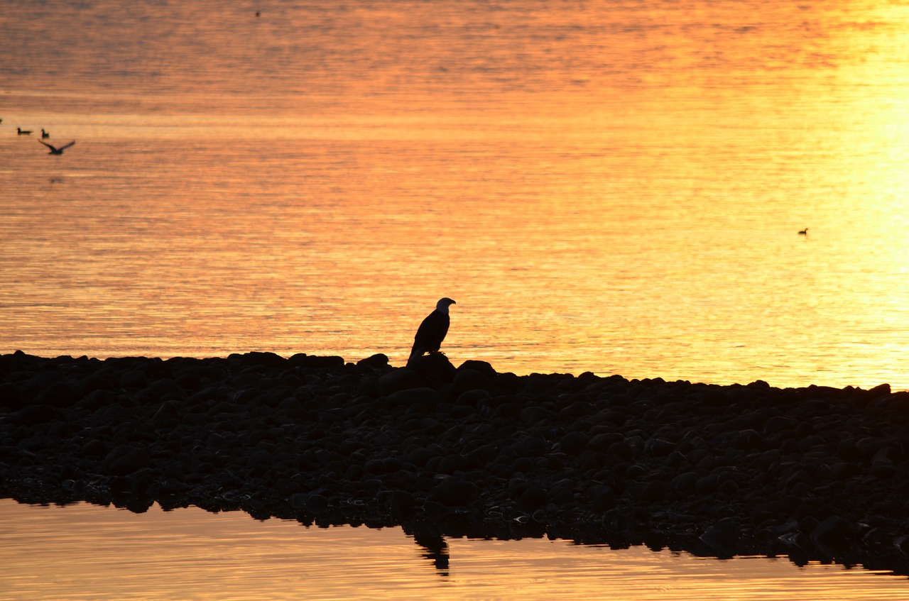 Image - eagle silhouette bald eagle