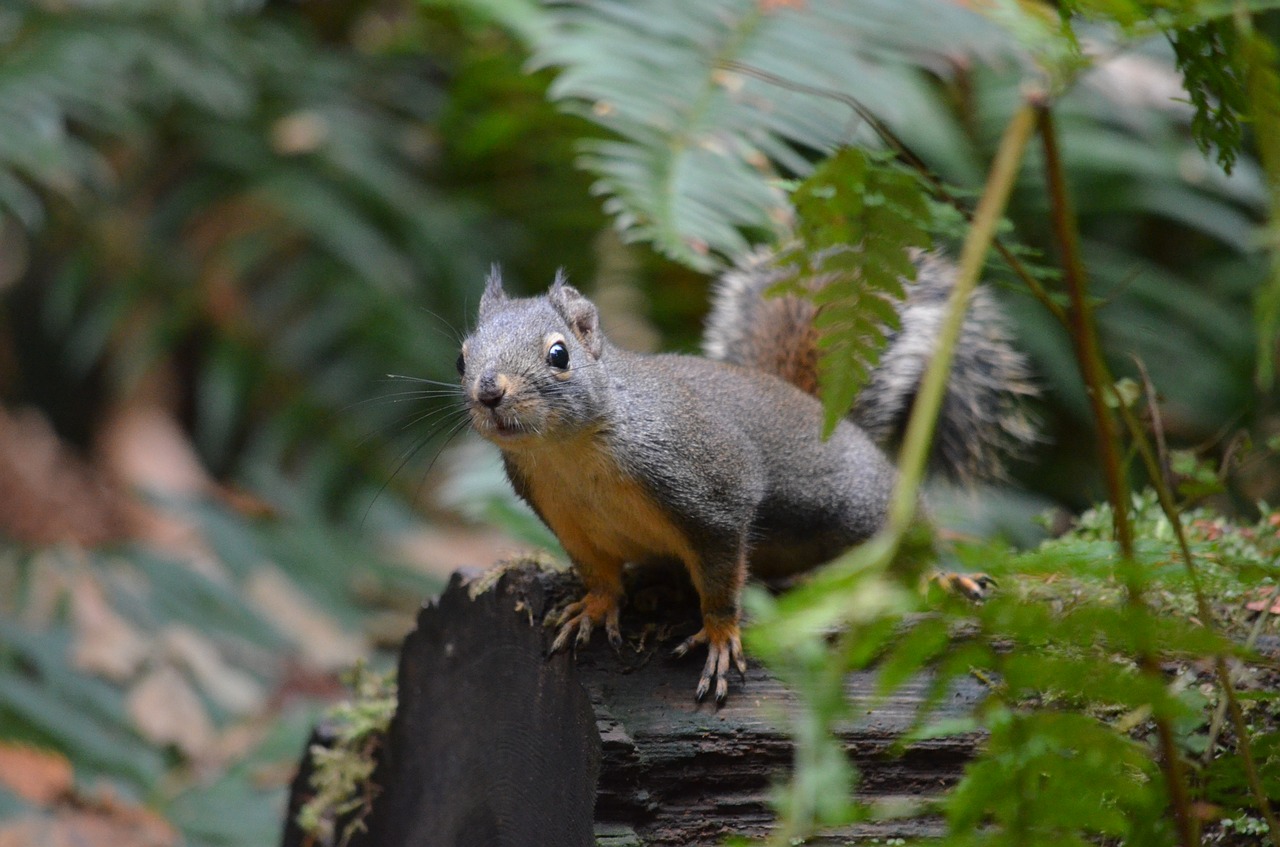 Image - squirrel british columbia canada