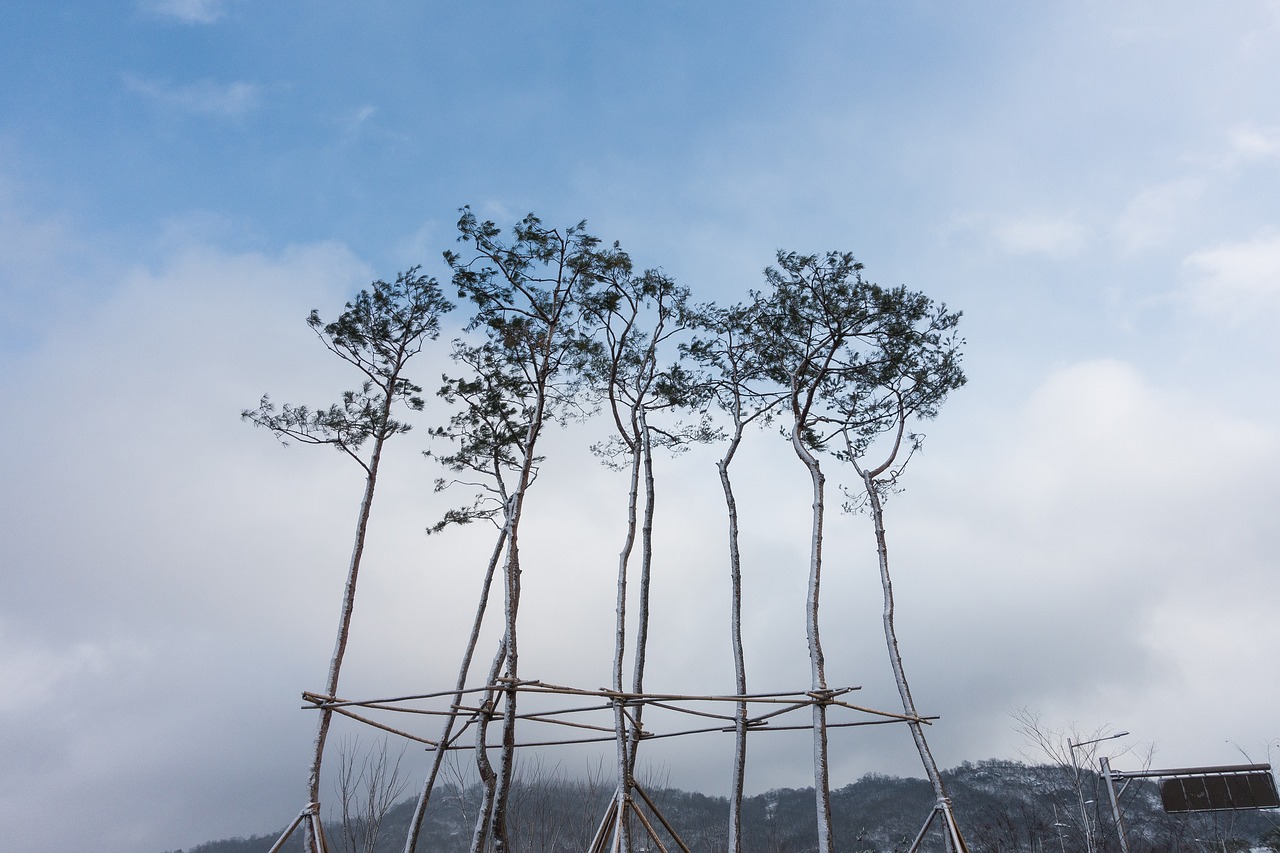 Image - branch calm cloud sky snow tree