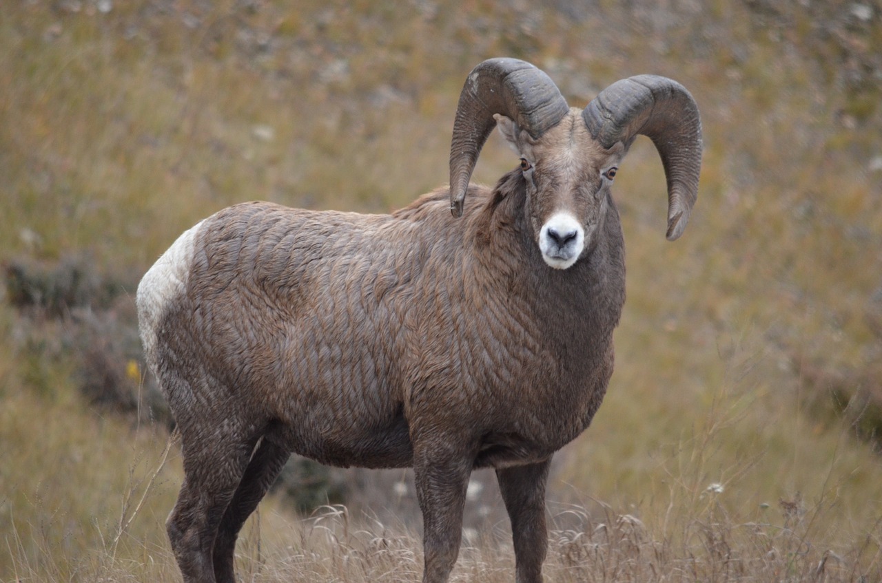 Image - big horn sheep mountain sheep sheep