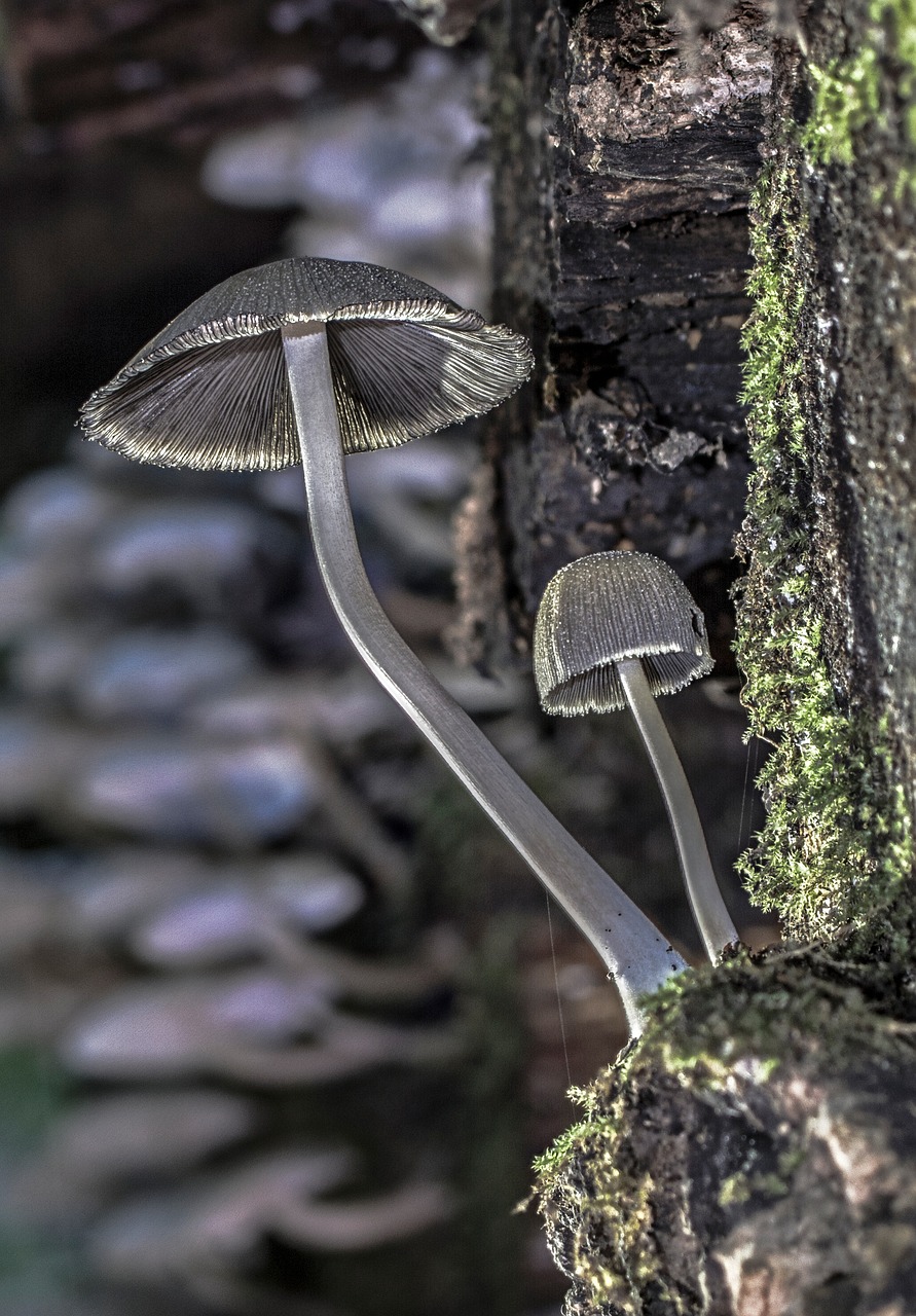 Image - mushroom wood fungus forest