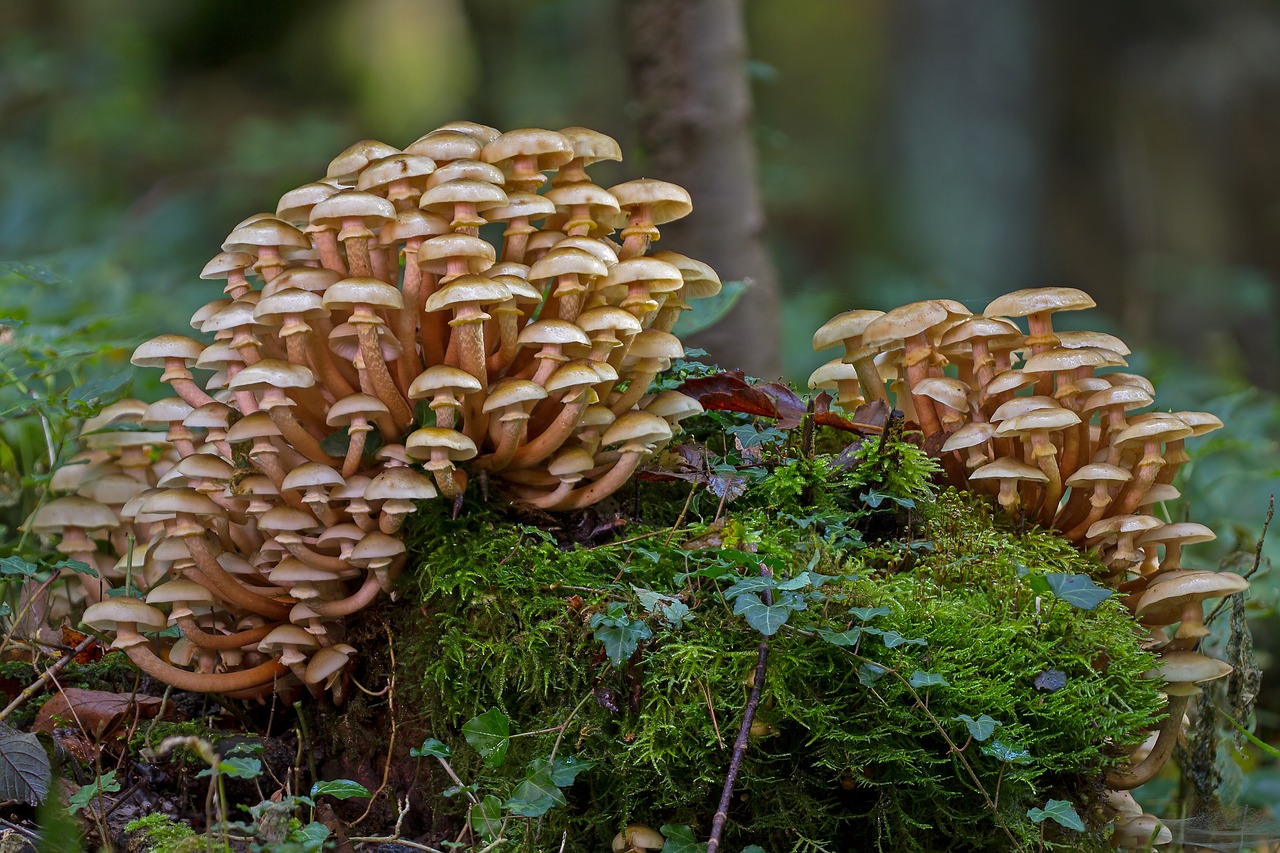 Image - mushroom group mushrooms sponge